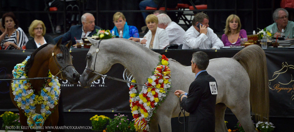2013 Arabian Breeders World Cup Candid Shots