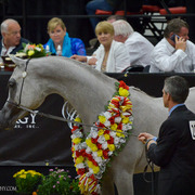 2013 Arabian Breeders World Cup Candid Shots