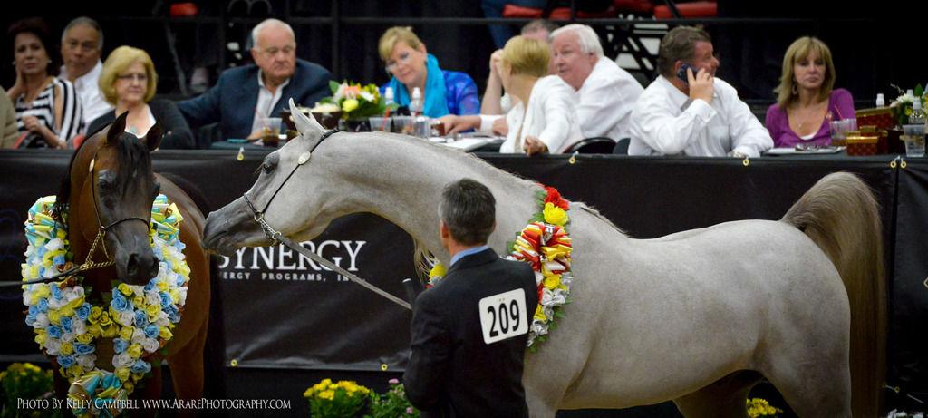 2013 Arabian Breeders World Cup Candid Shots