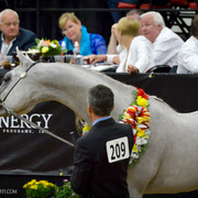 2013 Arabian Breeders World Cup Candid Shots