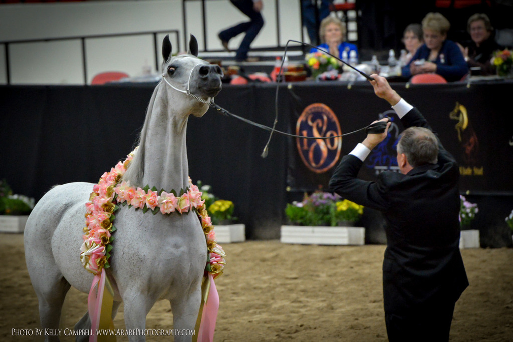 2013 Arabian Breeders World Cup Candid Shots