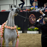 2013 Arabian Breeders World Cup Candid Shots