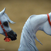 2013 Arabian Breeders World Cup Candid Shots