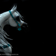 2013 Arabian Breeders World Cup Candid Shots