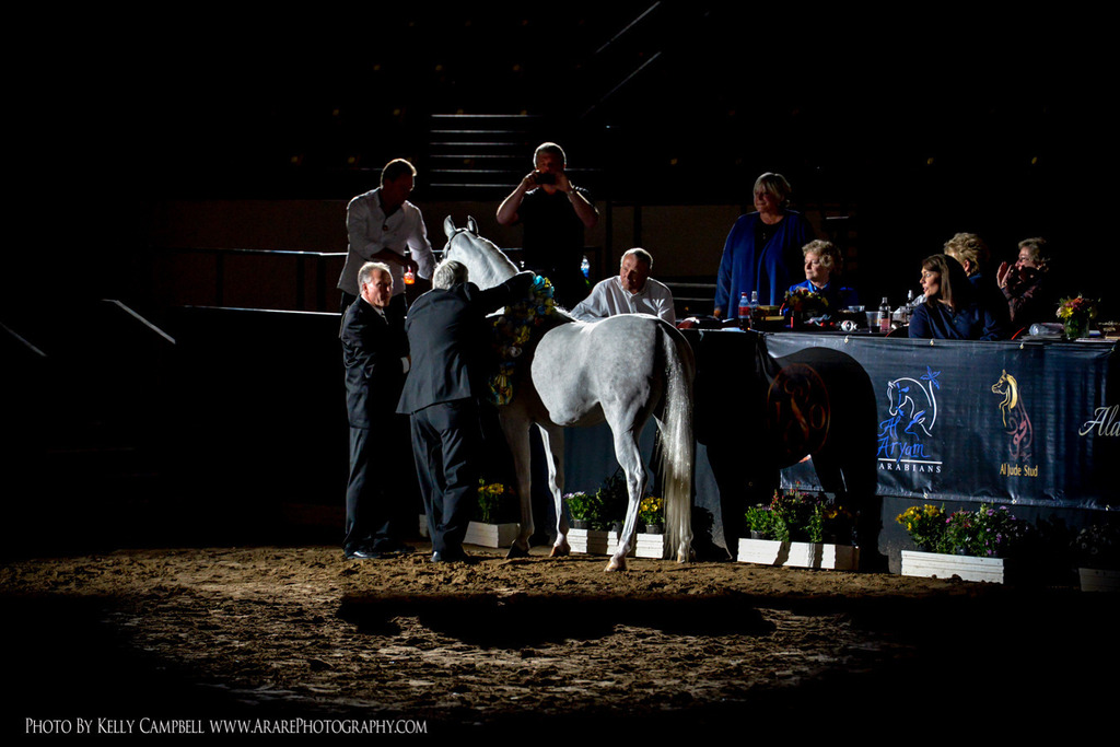 2013 Arabian Breeders World Cup Candid Shots