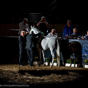 2013 Arabian Breeders World Cup Candid Shots