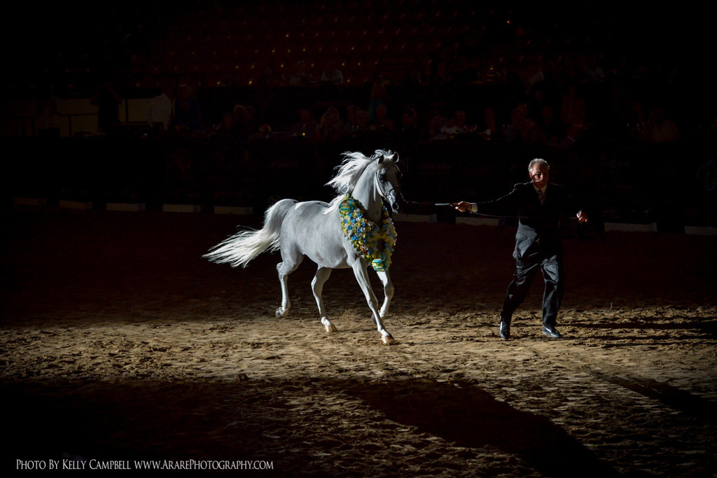 2013 Arabian Breeders World Cup Candid Shots
