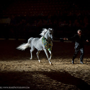 2013 Arabian Breeders World Cup Candid Shots