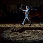 2013 Arabian Breeders World Cup Candid Shots
