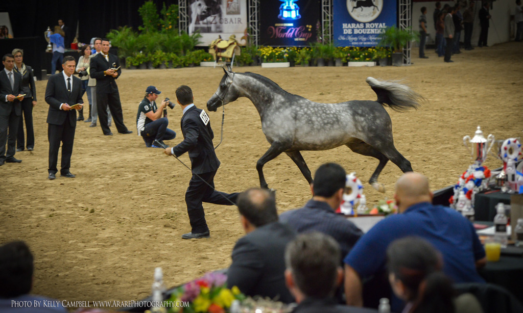2013 Arabian Breeders World Cup Candid Shots