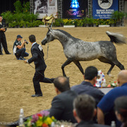 2013 Arabian Breeders World Cup Candid Shots