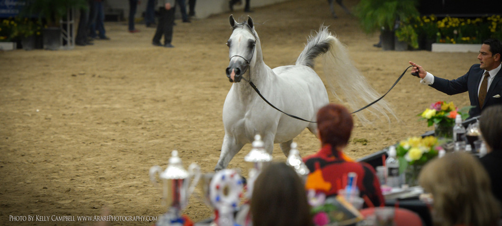 2013 Arabian Breeders World Cup Candid Shots