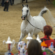 2013 Arabian Breeders World Cup Candid Shots