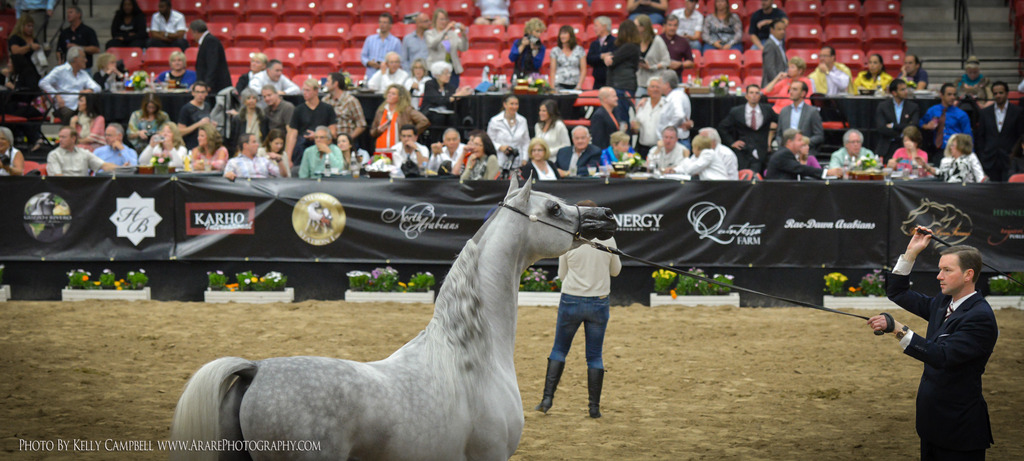 2013 Arabian Breeders World Cup Candid Shots
