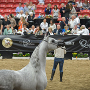 2013 Arabian Breeders World Cup Candid Shots