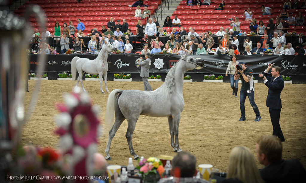 2013 Arabian Breeders World Cup Candid Shots