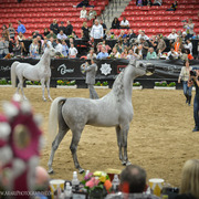 2013 Arabian Breeders World Cup Candid Shots
