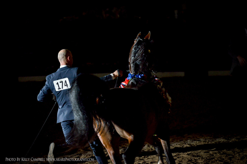 2013 Arabian Breeders World Cup Candid Shots