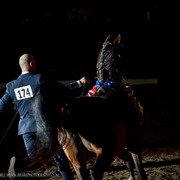 2013 Arabian Breeders World Cup Candid Shots
