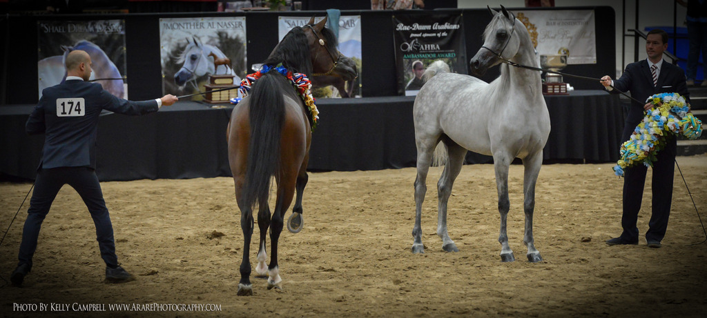 2013 Arabian Breeders World Cup Candid Shots