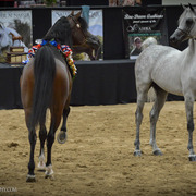 2013 Arabian Breeders World Cup Candid Shots