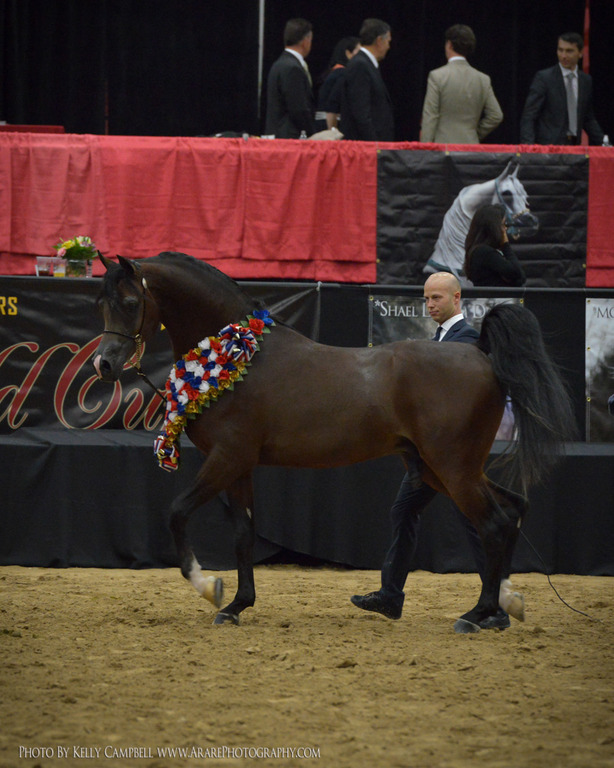2013 Arabian Breeders World Cup Candid Shots