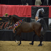 2013 Arabian Breeders World Cup Candid Shots