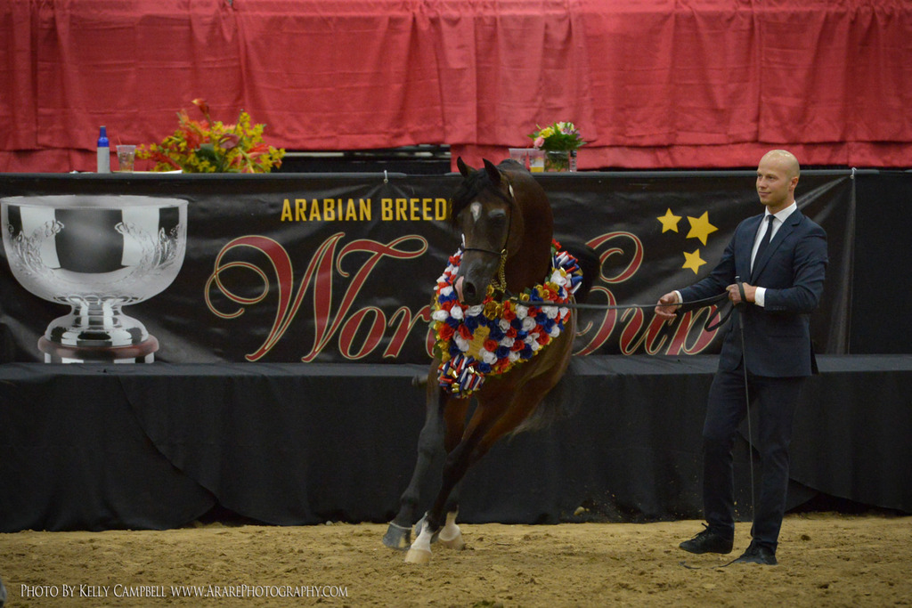 2013 Arabian Breeders World Cup Candid Shots