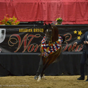 2013 Arabian Breeders World Cup Candid Shots