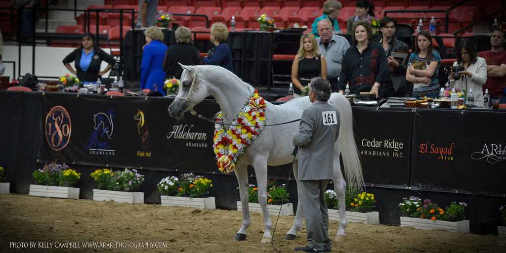 2013 Arabian Breeders World Cup Candid Shots