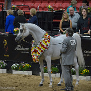 2013 Arabian Breeders World Cup Candid Shots