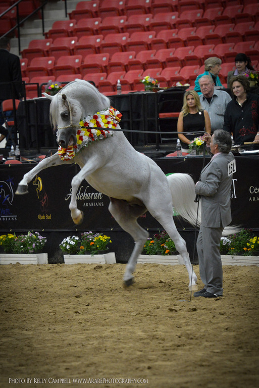 2013 Arabian Breeders World Cup Candid Shots