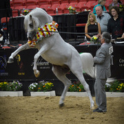 2013 Arabian Breeders World Cup Candid Shots