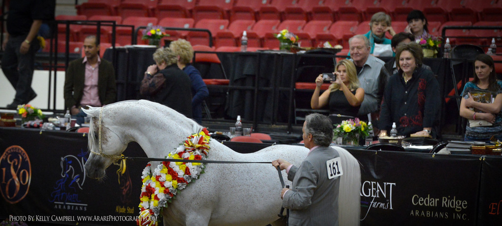 2013 Arabian Breeders World Cup Candid Shots