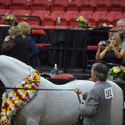 2013 Arabian Breeders World Cup Candid Shots