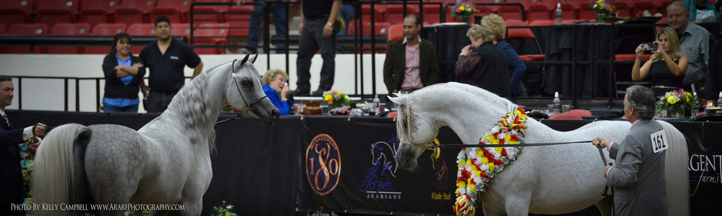 2013 Arabian Breeders World Cup Candid Shots