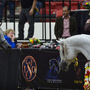 2013 Arabian Breeders World Cup Candid Shots