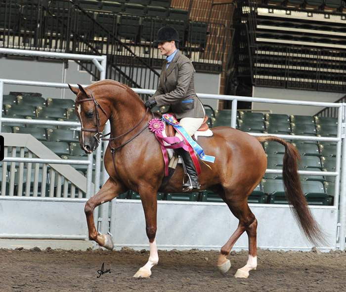 Iowa Gold Star Futurity 