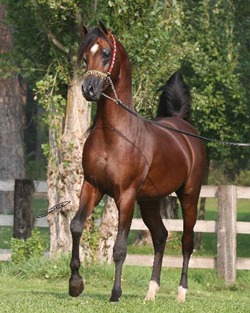 Pacific Coast Breeders Cup Stallion Auction