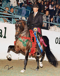 Pacific Coast Breeders Cup Stallion Auction