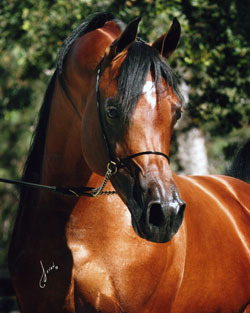 Pacific Coast Breeders Cup Stallion Auction