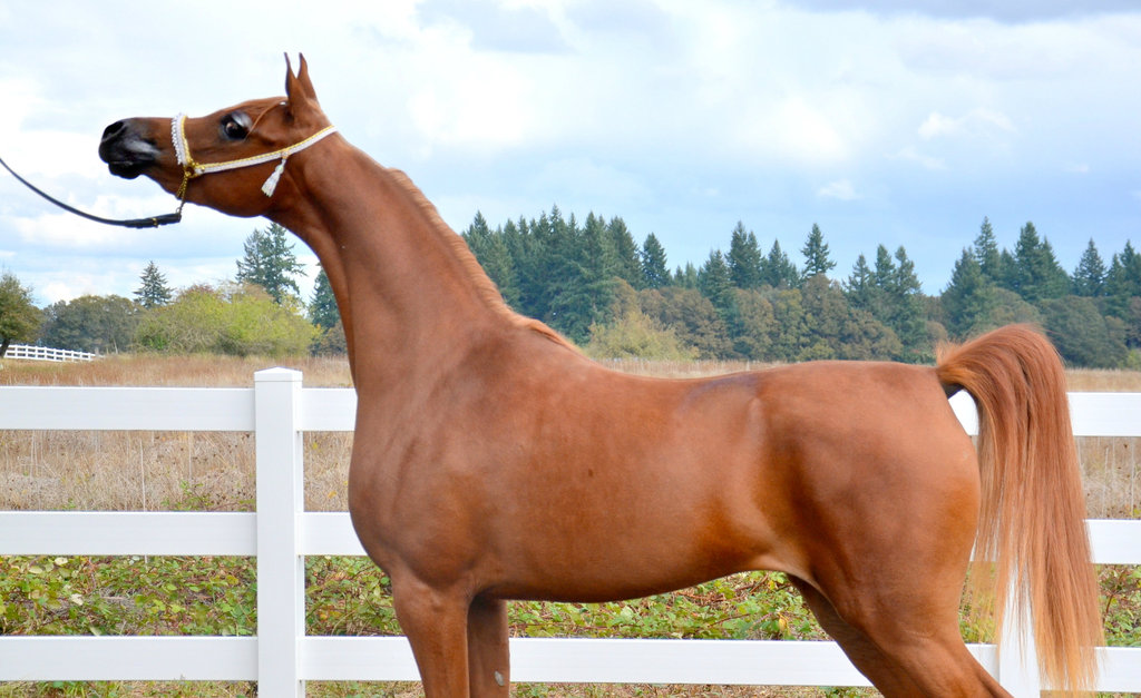 Stuart Sander's Sterling Bloodstock