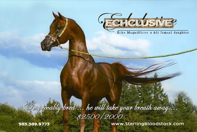 Stuart Sander's Sterling Bloodstock