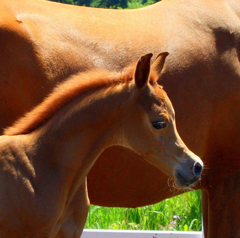Stuart Sander's Sterling Bloodstock