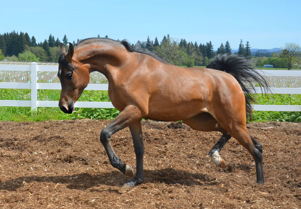 Stuart Sander's Sterling Bloodstock
