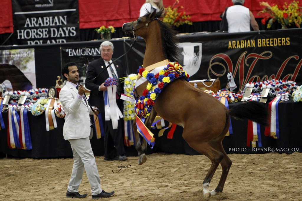 2013 Arabian Breeders World Cup Candid Shots