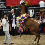 2013 Arabian Breeders World Cup Candid Shots