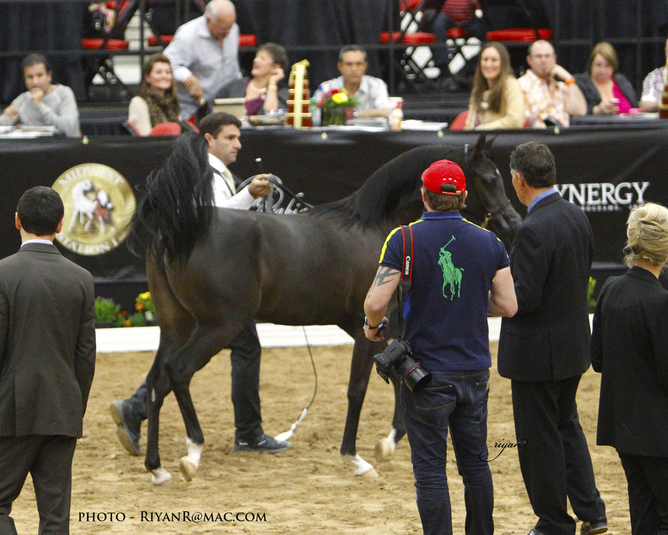 2013 Arabian Breeders World Cup Candid Shots