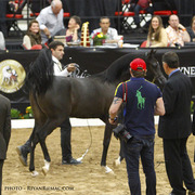 2013 Arabian Breeders World Cup Candid Shots