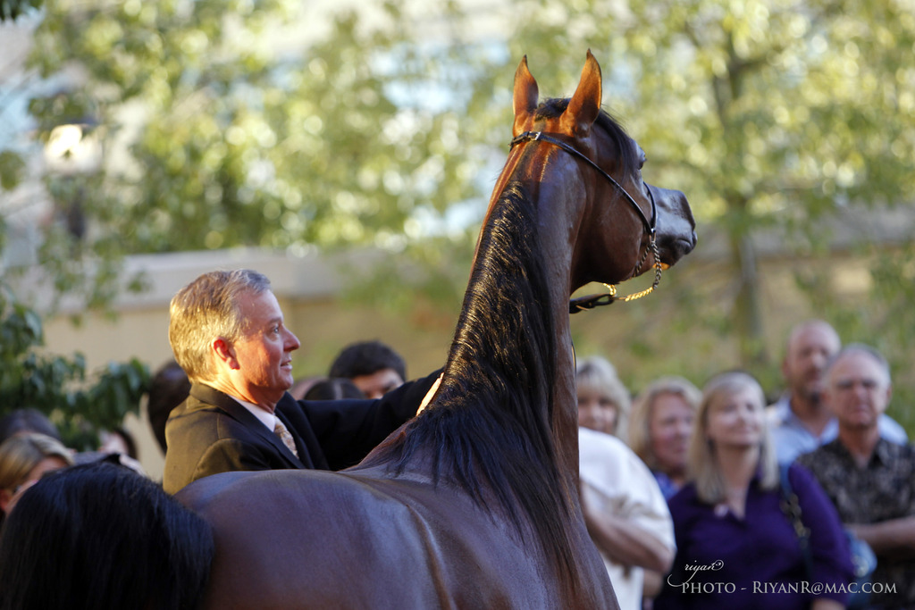 2013 Arabian Breeders World Cup Candid Shots
